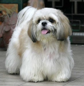 07_racas_de_cachorros_para_apartamento_Lhasa_Apso