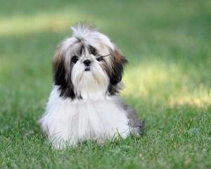 07_racas_de_cachorros_para_apartamento_Shih_Tzu