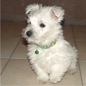 07_racas_de_cachorros_para_apartamento_West _highland_White_Terrier