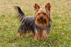 07_racas_de_cachorros_para_apartamento_Yorkshire_Terrier