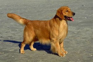 Fotos_de_cachorro_Golden_Retriever_1