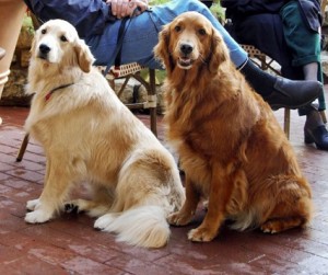 Fotos_de_cachorro_Golden_Retriever_10