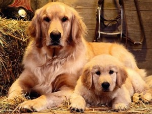 Fotos_de_cachorro_Golden_Retriever_11