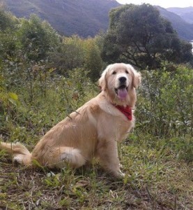 Golden retriever nome Mengo para doacao em Ouro Preto