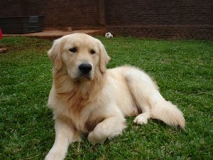 Fotos_de_cachorro_Golden_Retriever_2