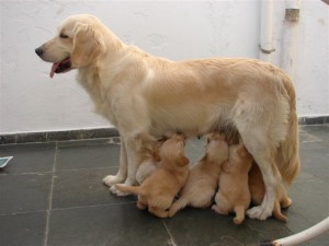 Fotos_de_cachorro_Golden_Retriever_3