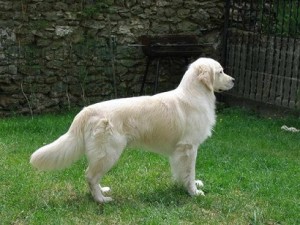 Fotos_de_cachorro_Golden_Retriever_4