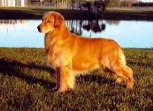 Fotos_de_cachorro_Golden_Retriever_6