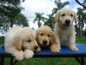 Fotos_de_cachorro_Golden_Retriever_7