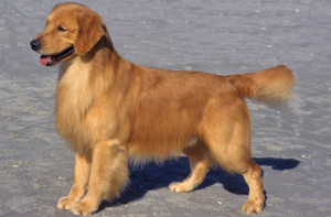 Fotos_de_cachorro_Golden_Retriever_8