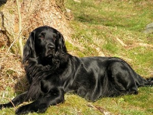 Fotos_de_cachorro_Golden_Retriever_9