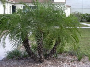 Fotos coqueiros para jardins pequenos 