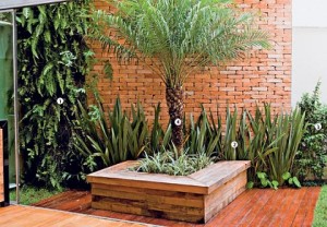 Fotos coqueiros para jardins pequenos 