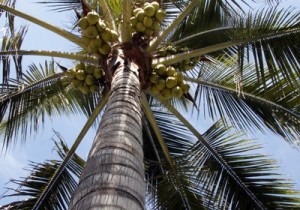 Fotos coqueiros para jardins pequenos