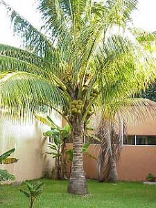 Fotos coqueiros para jardins pequenos Cocos Nucifera