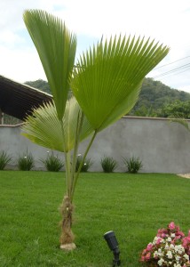 otos coqueiros para jardins pequenos Palmeira leque de fiji