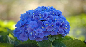fotos de flores azuis