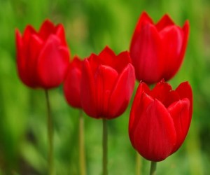 Fotos de tulipas vermelhas e amarelas 2