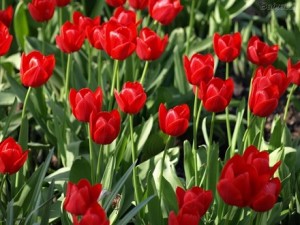 Fotos_de_tulipas_vermelhas_e_amarelas_3