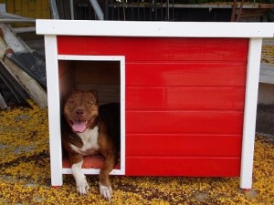 Dicas e fotos de Casinha de cachorro 8