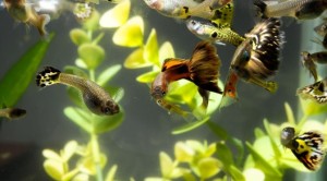Fotos de peixes ornamentais em aquários 10