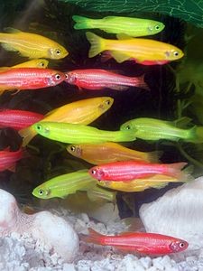 Fotos de peixes ornamentais em aquários 12