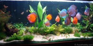 Fotos de peixes ornamentais em aquários 2