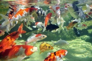 Fotos de peixes ornamentais em aquários 3
