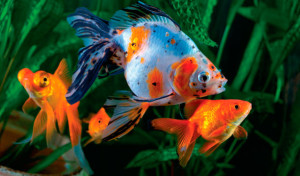 Fotos de peixes ornamentais em aquários 4
