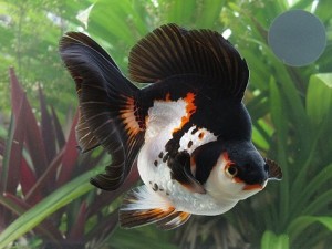 Fotos de peixes ornamentais em aquários 7