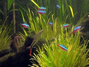 Fotos de peixes ornamentais em aquários 8