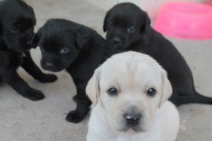 Onde fazer doacao de cachorro em SP 2