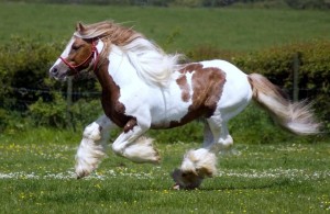 Fotos e imagens de Cavalos Bonitos 10