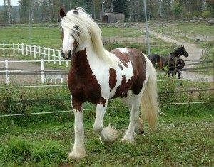 Fotos e imagens de Cavalos Bonitos 11