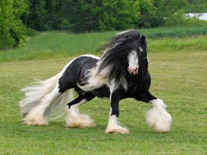 Fotos e imagens de Cavalos Bonitos 12