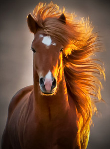 Fotos e imagens de Cavalos Bonitos 13