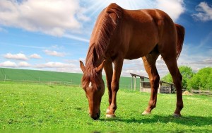 Fotos e imagens de Cavalos Bonitos 14