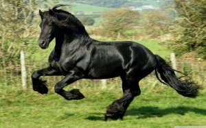 Fotos e imagens de Cavalos Bonitos 2