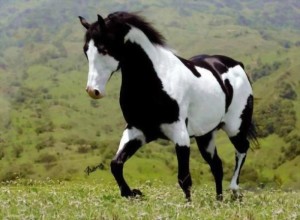 Fotos e imagens de Cavalos Bonitos 3