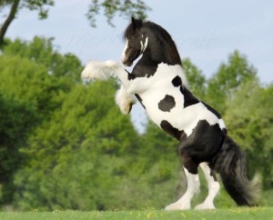 Fotos e imagens de Cavalos Bonitos 4