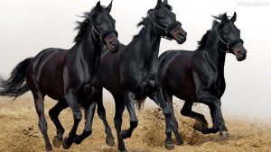 Fotos e imagens de Cavalos Bonitos 5