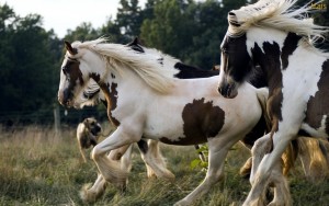 Fotos e imagens de Cavalos Bonitos 6