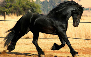 Fotos e imagens de Cavalos Bonitos 7