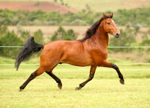 Fotos e imagens de Cavalos Bonitos 8