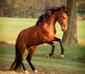 Fotos e imagens de Cavalos Bonitos 9