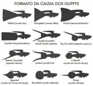 Como criar e reproduzir o peixe Guppy 3