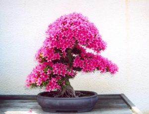 dicas de onde comprar bonsai online