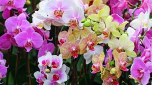 Dicas Como Cuidar de Orquídeas em Vaso 2