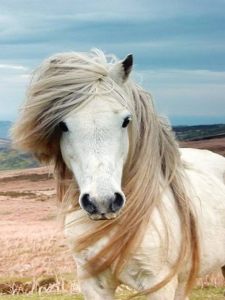 Ver Fotos De Cavalos Lindos 10