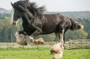Ver Fotos De Cavalos Lindos 11